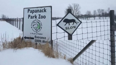 Lion Shot Dead After Escaping Ontario Zoo Enclosure