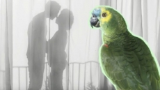 B.C. Parrot Refuge Transfer Complete, Hundreds Of Birds Now Up For Adoption