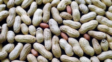 Peanuts For Babies? Studies Back Allergy-preventing Strategy