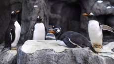 Calgary Zoo Unable To Find Cause Of 'Extraordinary And Tragic' Penguin Deaths