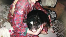 Is Podgy The Pig A Service Animal? Winnipeg City Committee Trying To Decide