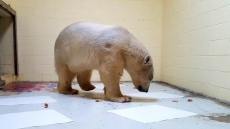 Young Australian Bear A 'Polar Picasso,' Says Cochrane Polar Bear Habitat