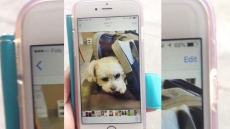 Police Search Toy Poodle Stolen From Burnaby, B.C., Parking Lot