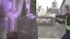 Body Cameras On Chicken Catchers Not Reasonable: B.C. Privacy Commissioner