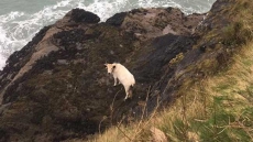 Pregnant Cow Falls Off 40-Foot Cliff, Then Swims To Safety In Miraculous Escape