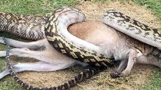Campus Police Searching For Python On The Loose At The University Of Guelph