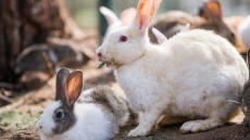 Rabbits Ordered Killed At Richmond Shelter After Deadly Virus Detected