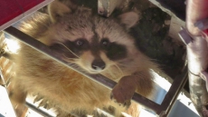 Raccoon Delays Air Canada Flight In Saskatoon By Nearly Seven Hours