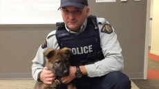 Star RCMP Puppy In Training Dies After Eating Rope And Rocks In Nova Scotia