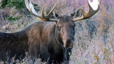 N.L. Police Having Christmas Fun With Report Of 'Reindeer' Sighting