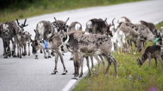 Rudolph And Rest Of Santa's Reindeer Are All Female, Says Scientist