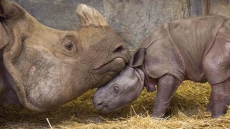 Toronto Zoo Says Public Has Chosen The Name Nandu For Indian Rhino Calf
