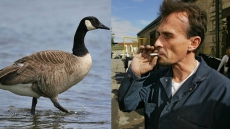 Prison Break Villain Plays Hero While Rescuing Injured Canada Goose In Vancouver