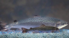 Canadian Regulator Approves Sale Of Fast-growing, Genetically Modified Salmon