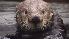 Sea Otter That Recovered From Gunshot Wounds Dies At Vancouver Aquarium