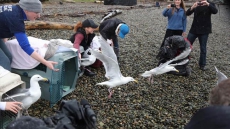 'Soy' Gulls Found In Tofu Vat Are Back To Seagulls After Cleaning And Release