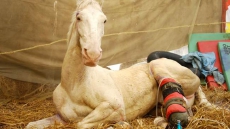 Police Horse Shaktimaan Loses Battle With Life