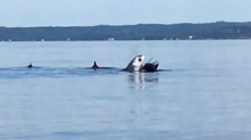 Two-Metre Shark Spotted In Nova Scotia The Latest In Series Of Sightings
