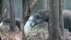 The Mystery Of The Smoking Elephant Has Been Solved