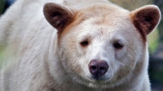 Spirit Bear Gets Royal Treatment With New Enclosure In Kamloops