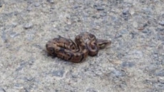 Stealthy Snake On The Loose In Metro Vancouver Conservation Area