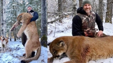 Online Outrage After Canadian TV Host Steve Ecklund Kills Cougar In Northern Alberta