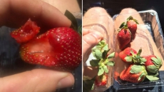 Needle-In-Strawberry Sabotage Scare Spreads Across Australia