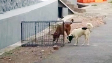 Kerala To Go Ahead With Stray Dogs' Culling Despite Maneka Gandhi's Opposition