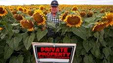Selfie Enthusiasts Damage Flowers:  Manitoba Farmer Concerned By Selfies Sprouting In Sunflower Crop
