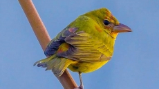 Birders Flock To Vancouver For Glimpse Of Tanager That Migrated The Wrong Way
