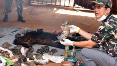Tiger Temple: Cat-fight Erupts Between Monastery, Thai Wildlife Authorities