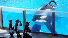 Tilikum, 'Blackfish' Orca From B.C. Who Killed Three People, Dies At Seaworld