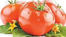 Eating tomatoes daily can reduce prostate cancer risk