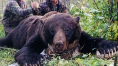 'It's Absolutely Scandalous:' Alberta Man Fined $13,000 For Killing Grizzly Bear