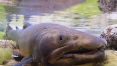 Most Southern Alberta Trout Streams Threatened Despite Recovery Plan: Survey