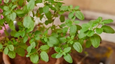 Add Tulasi To Your Diet To Boost Health