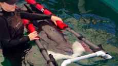 Corky The Sea Otter Pulls Through Historic Operation In Vancouver