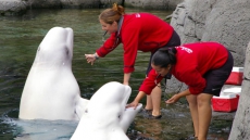 Whales, Dolphins Will No Longer Be Displayed At Vancouver Aquarium