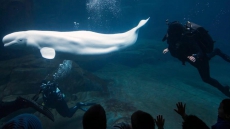 Vancouver Aquarium Opposes Park Board Proposal Banning Captive Whales, Dolphins