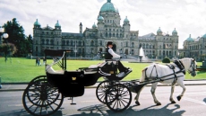 Animal Rights Group Urges Victoria Council To Ban Horse-drawn Carriages