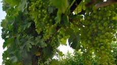 Eat Grapes To Protect Your Teeth From Decay