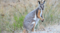 'Very Friendly' Wallaby Still On The Loose After Escape In Langley, B.C.