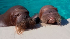 First Of Two Pregnant Walruses Gives Birth At Quebec City Aquarium