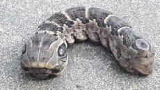 Watch: ‘Two Heads, Three Eyes And Weird Skin Creature’ Has Sent Internet Into Tizzy