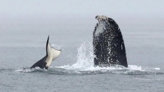 Whale Watchers Witness Battle Of Behemoths In Waters Off Vancouver Island