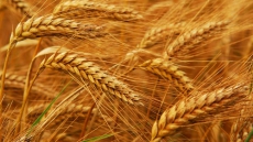 Temperature rise affecting India's wheat production: Study