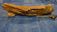 Pointed Discovery: Woolly Mammoth Tusk Found East Of Saskatoon