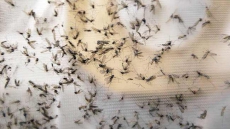 Puerto Rico May See Hundreds Of Zika Birth Defects