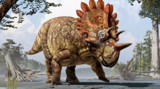 Hellboy: Bizarre Alberta Dinosaur Find Suggests Horns For Display, Not Defence