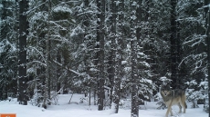 Scientists study seismic line restoration in Alberta foothills to save Caribou